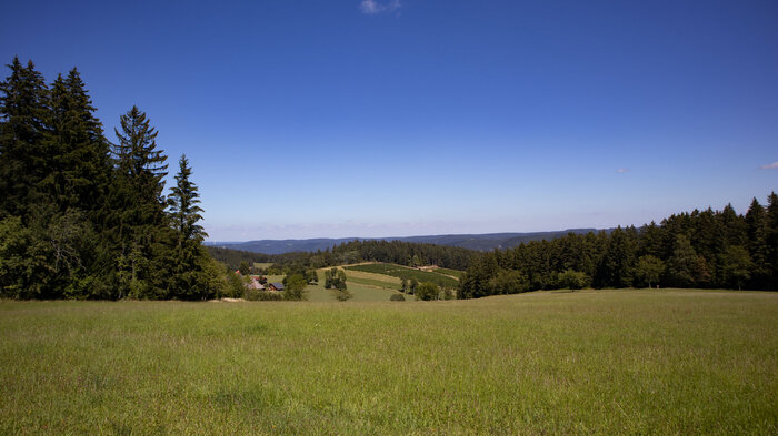 Tannenwald und Wiesenflächen im Mittleren Schwarzwald | © Sunhikes