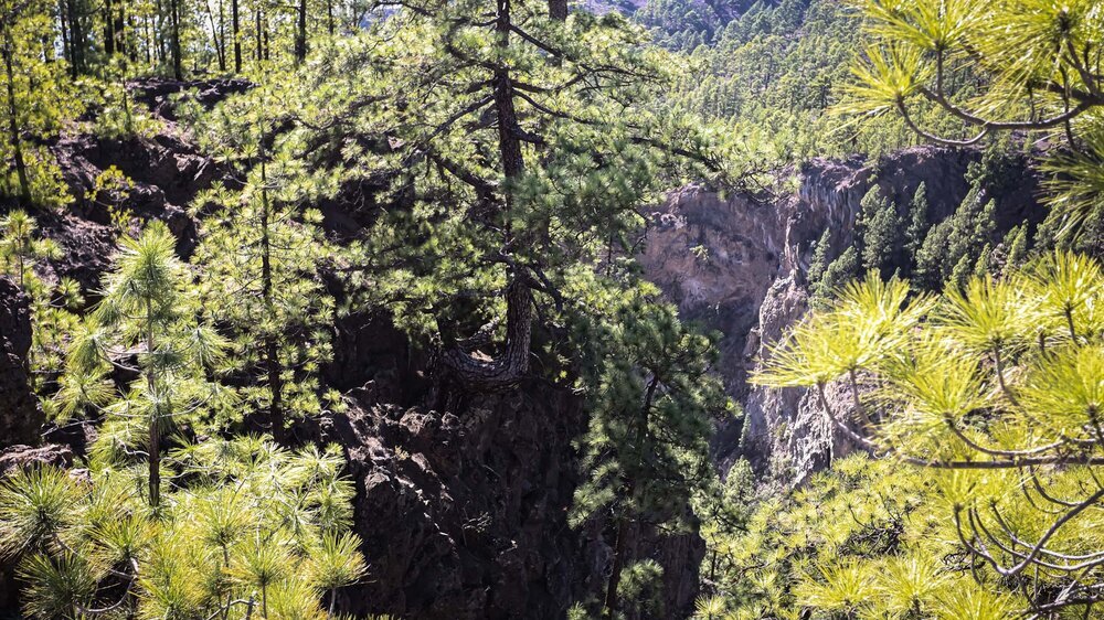 Blick in den mittleren Abschnitt des Barranco del Río