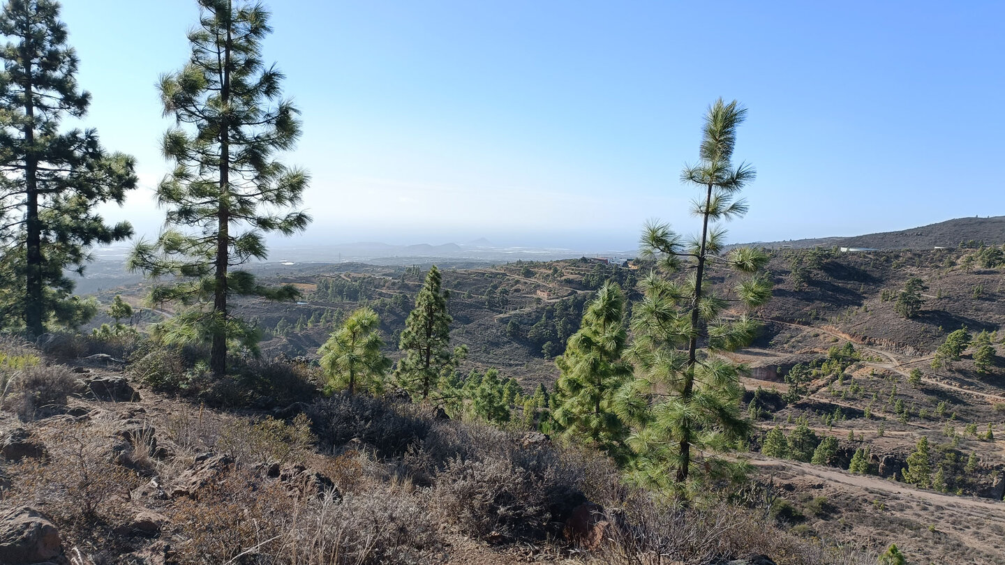 Beginn des Kiefernwalds der Corona Forestal oberhalb Ortiz