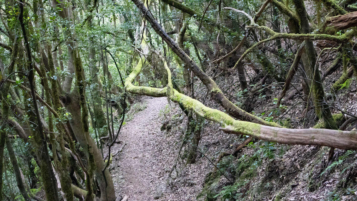 schmaler Wanderweg zur Aula Naturaleza