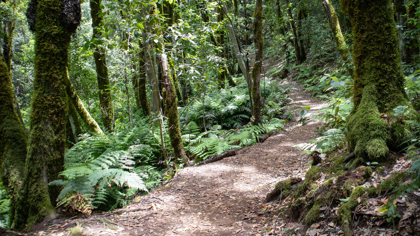 Wanderung auf der Ruta 18 durchs Barranco el Cedro