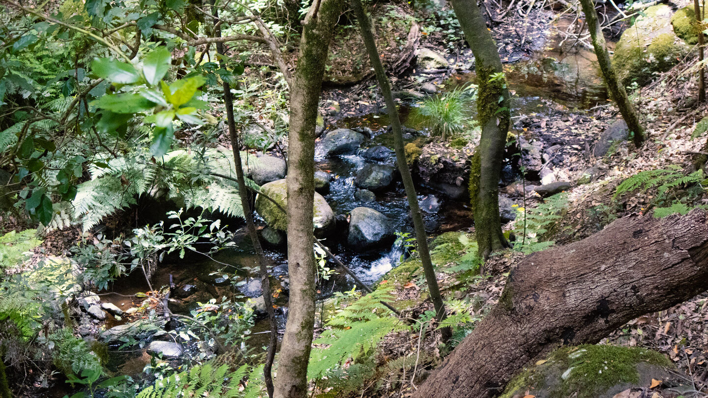 der Bachlauf des El Cedro vom Wanderpfad