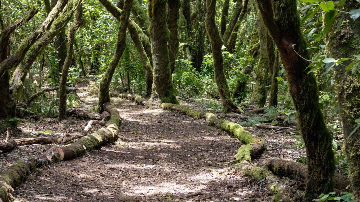 Baumstämme begrenzen den Wanderweg Ruta 12 im Garajonay Nationalpark