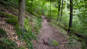 Wanderweg zur Burgruine Wegelnburg