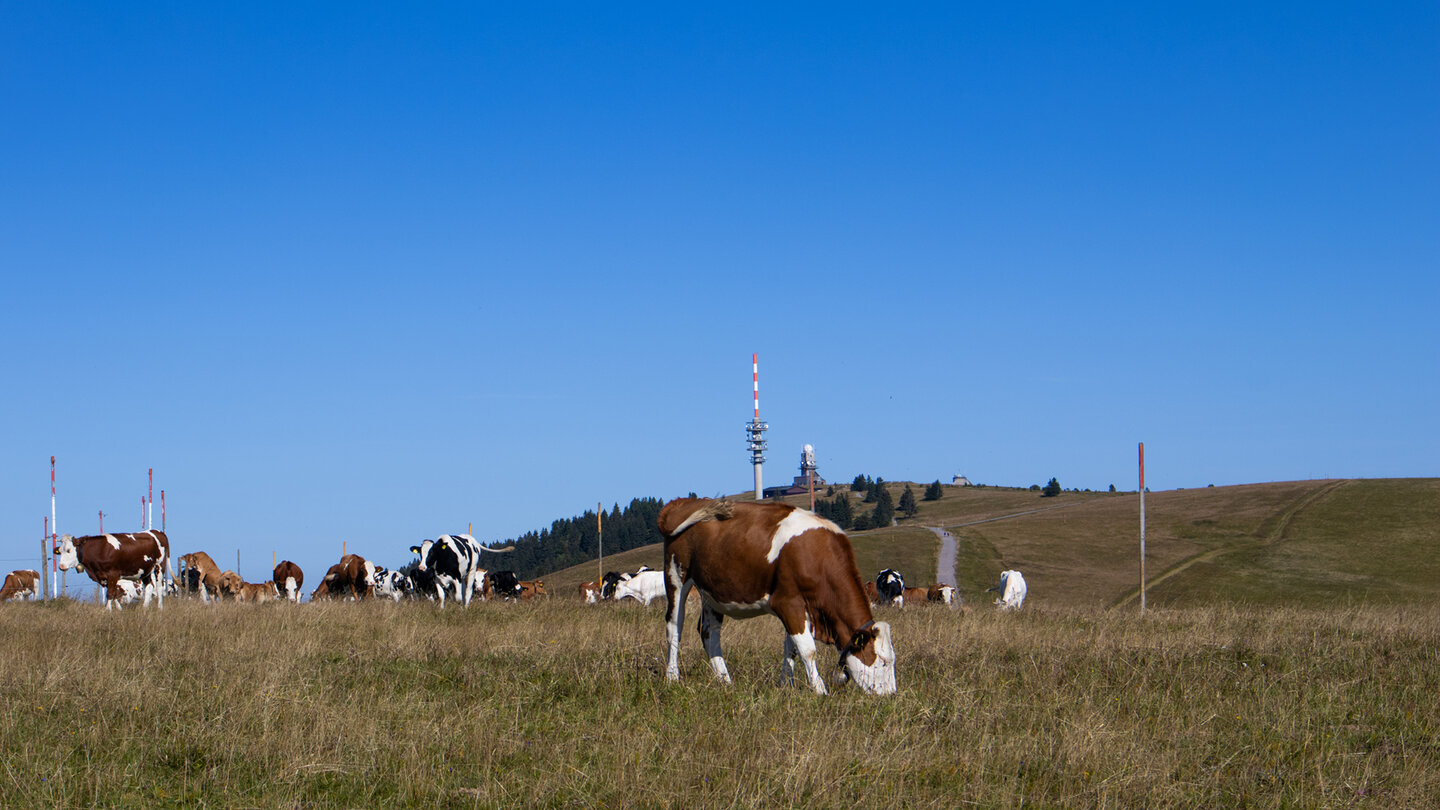 Kuhherde auf dem Hochplateau des Feldberg