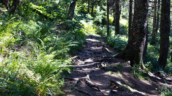 Wurzelpfad entlang der Wanderroute am Feldberg