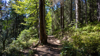 Wanderroute auf dem Felsenweg am Feldberg