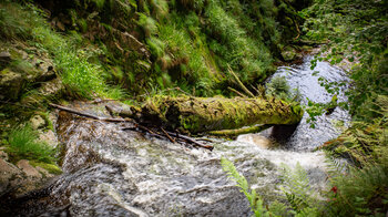 bemooster Baumstamm im Allerheiligen-Wasserfall