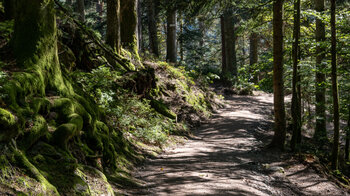 idyllischer Wanderweg durch den moosbewachsenen Wald