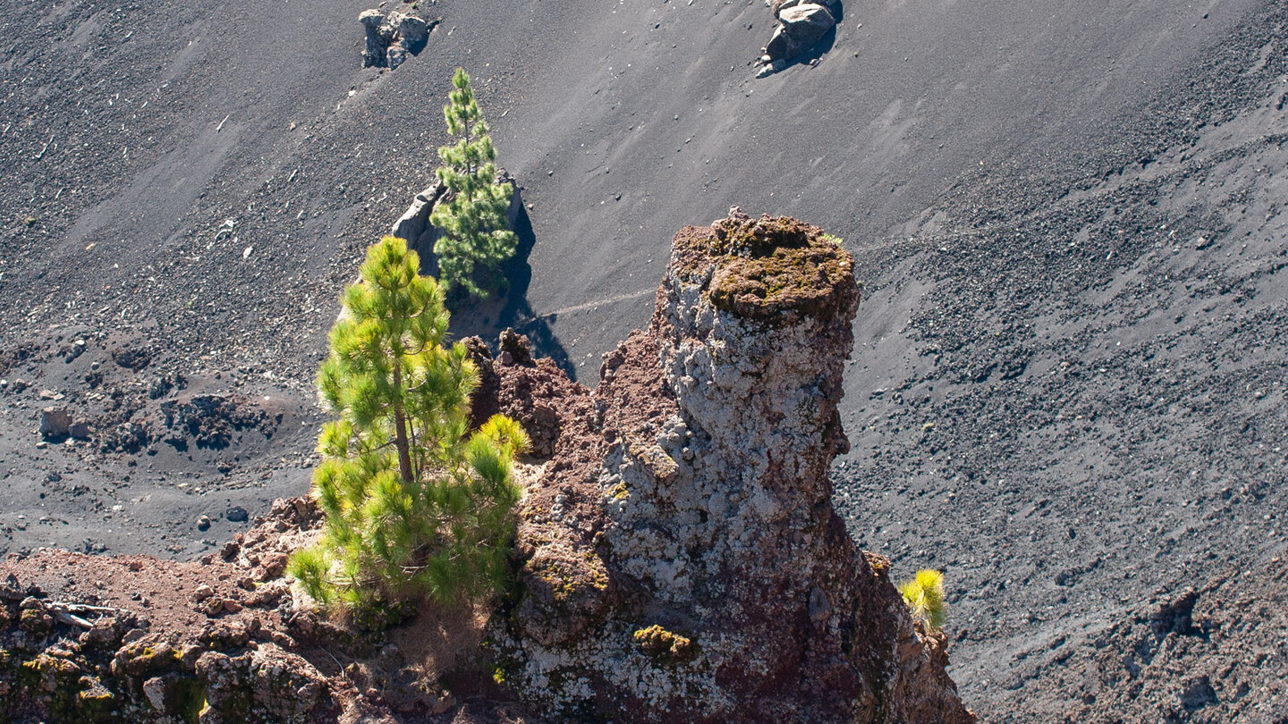 verwitterte Lavaschlote am Lavas la Malforada auf La Palma