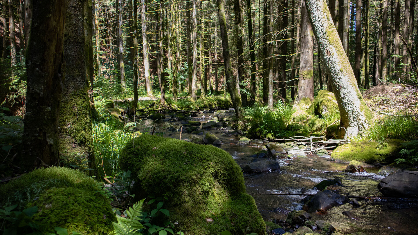 die Naturgewaltentour entlang des Guten Ellbach