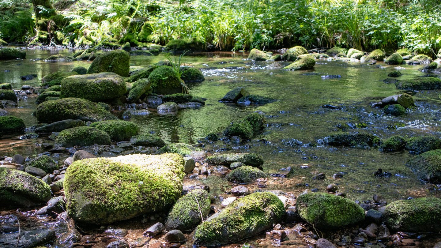 wildromantischer Bachlauf des Gutellbach