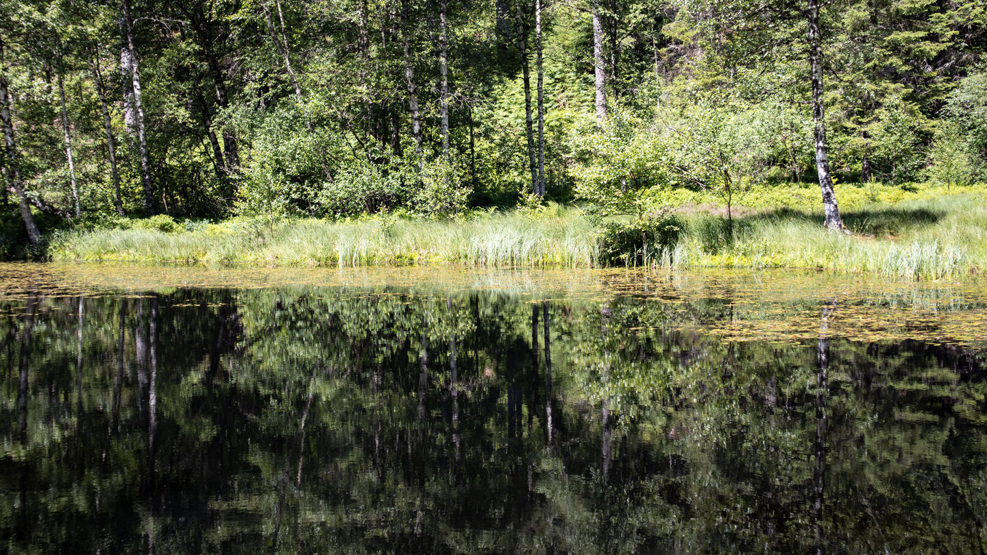 Spiegelung auf der ruhigen Wasseroberfläche am Ellbachsee