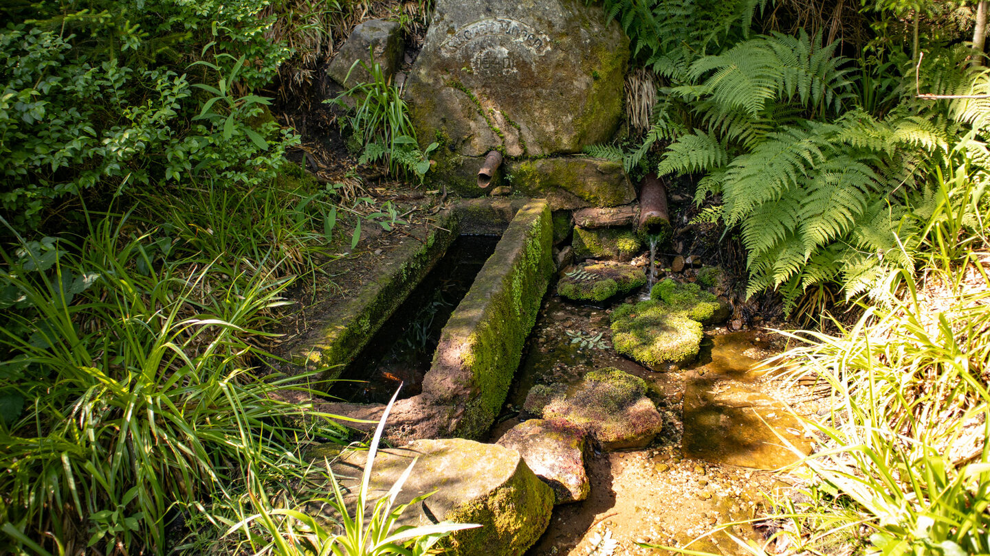 versteckt im Dickicht liegt der Schätzle-Brunnen