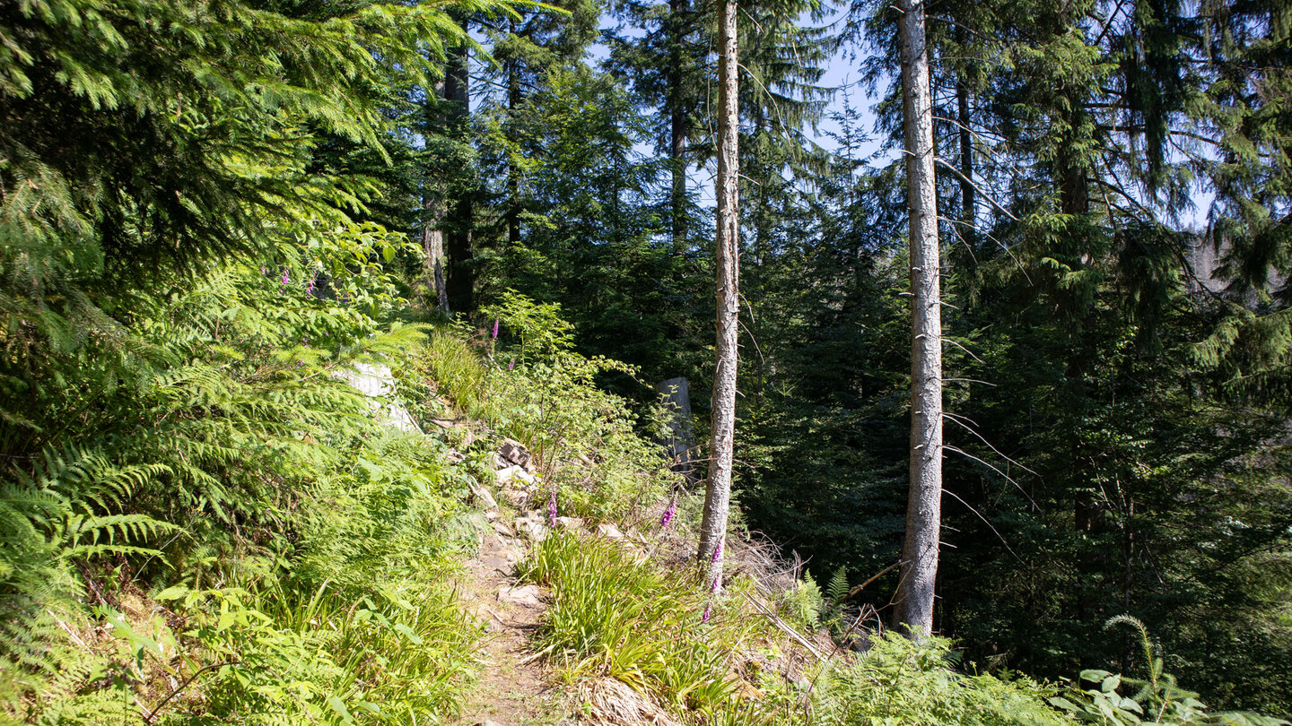 Wanderung übers Sauerbrunnenwegle