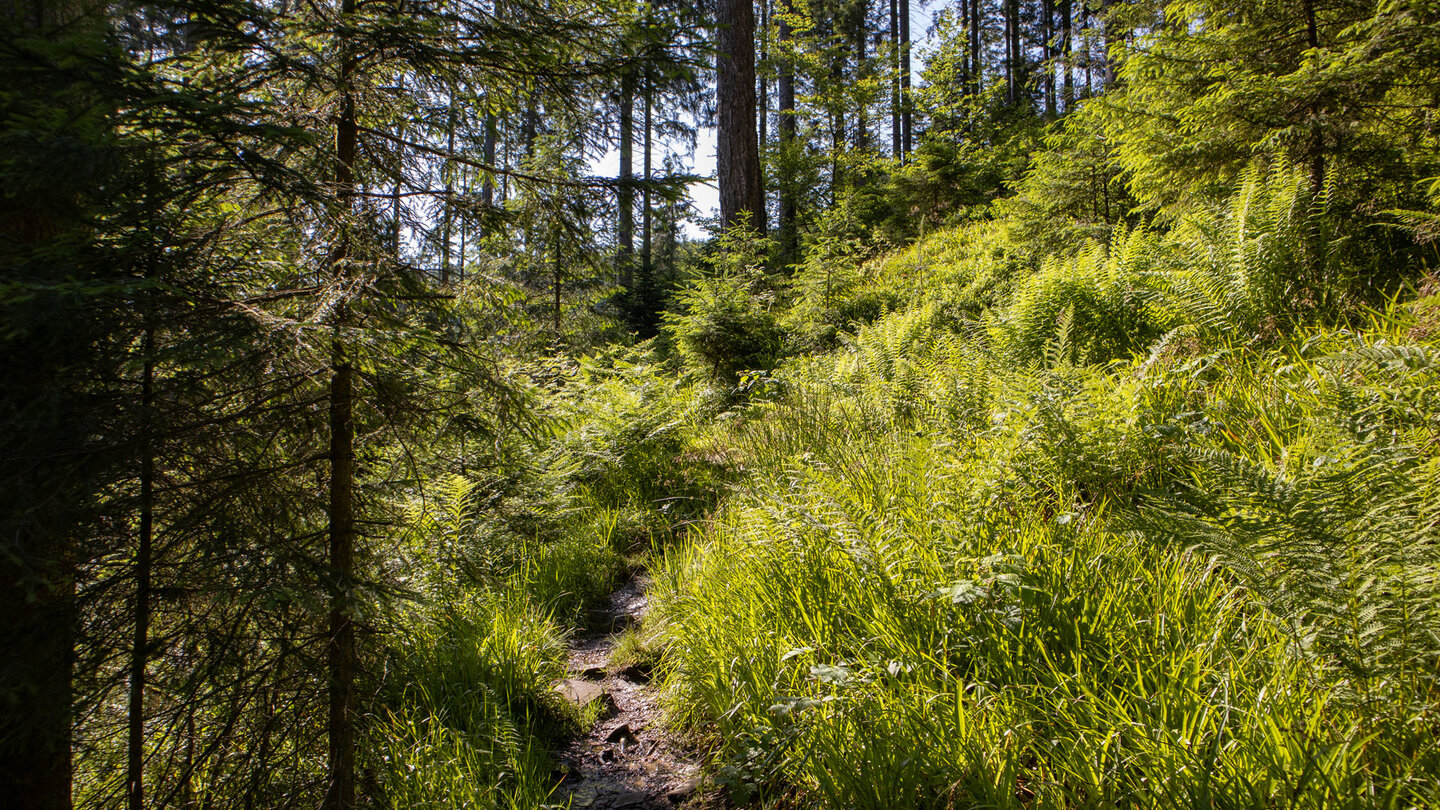 Wanderpfad durch üppige Vegetation im oberen Tal des Bösen Ellbach