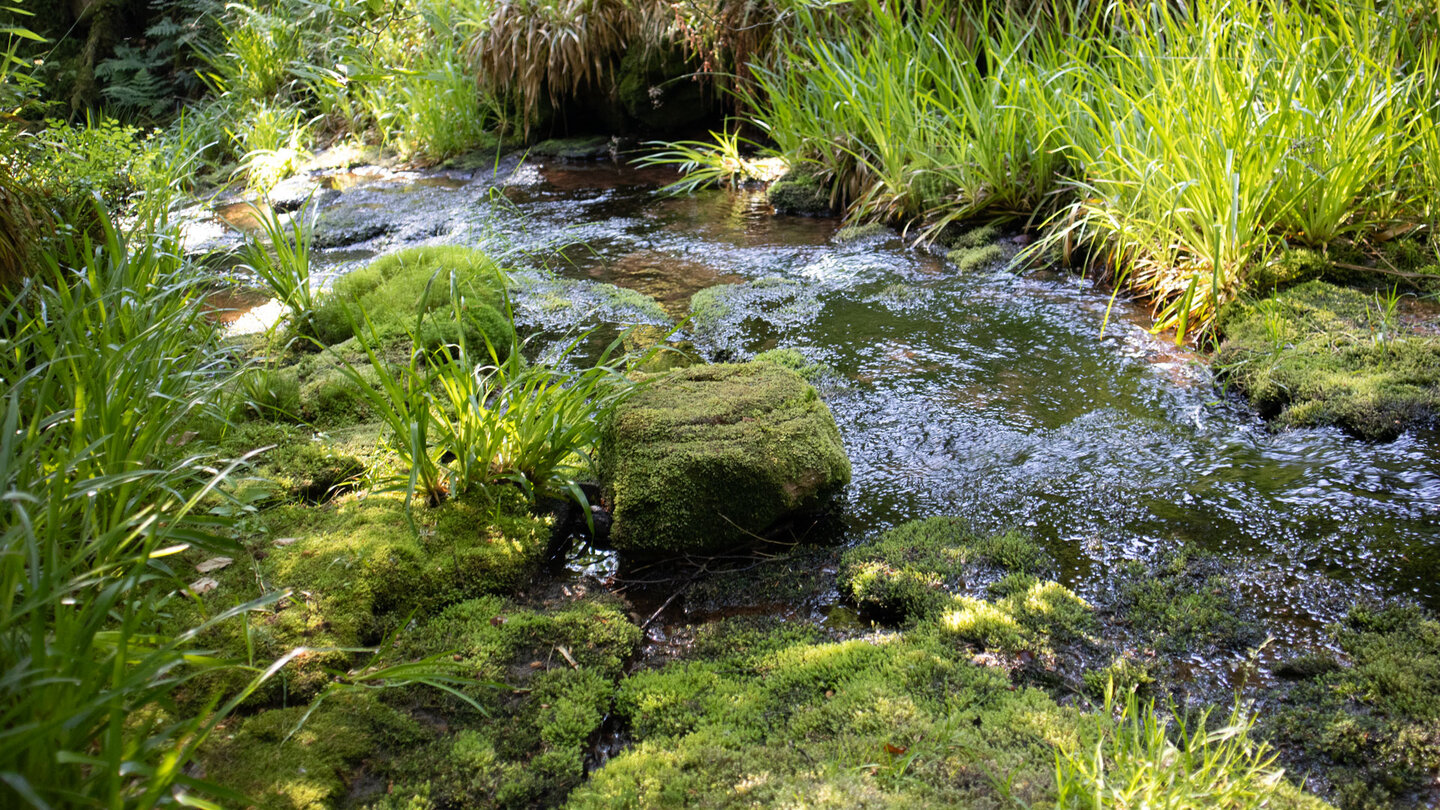 Oberlauf des Bösen Ellbachs auf der Naturgewaltentour