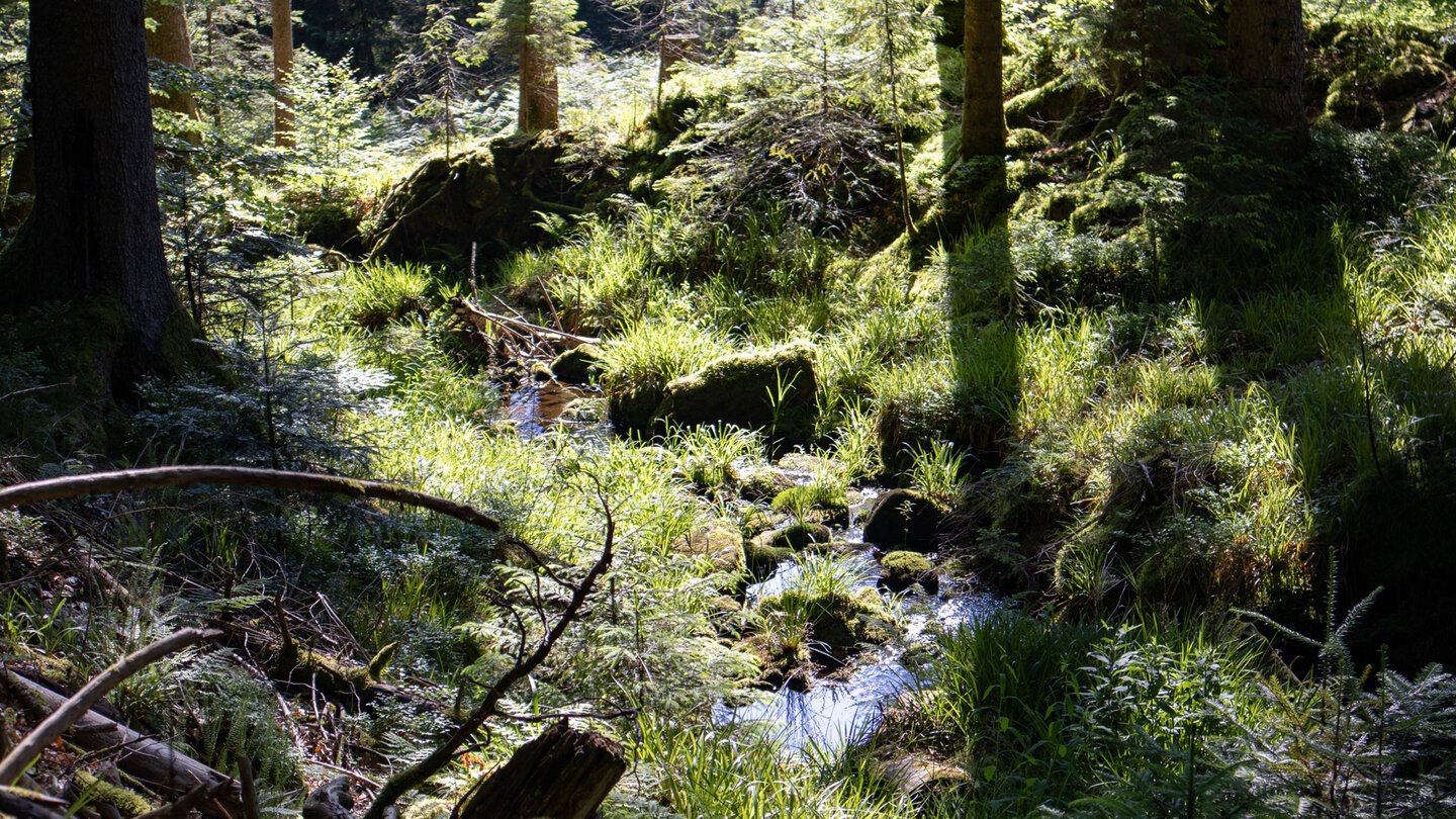 Licht- und Schattenspiel bei der Wanderung entlang des Bösen Ellbachs