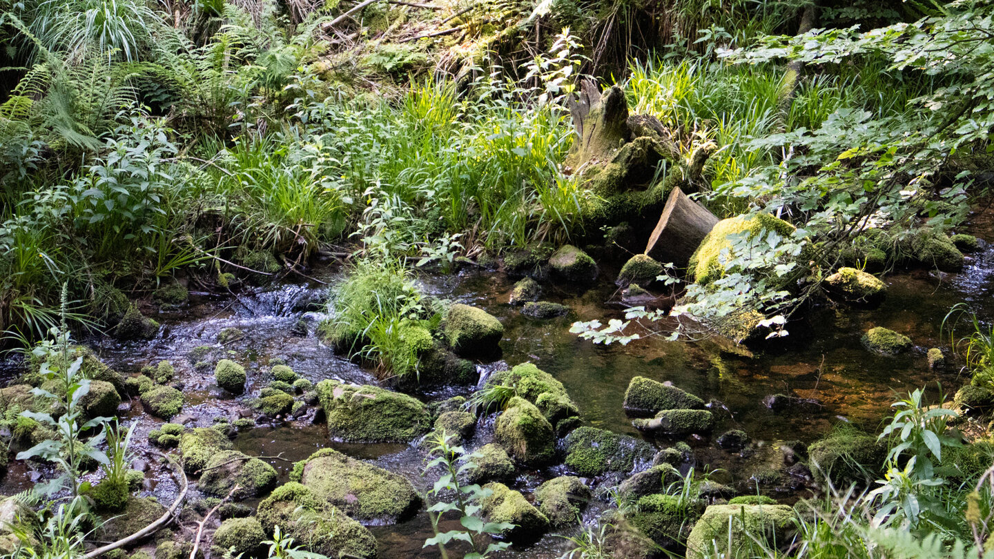 die Naturgewaltentour entlang des Bösen Ellbach