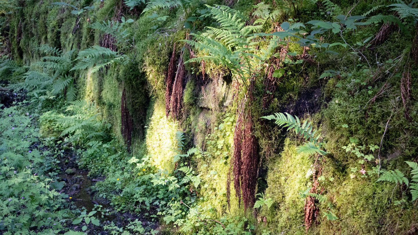 üppig mit Moosen und Farnen bewachsene Mauer am Wanderweg