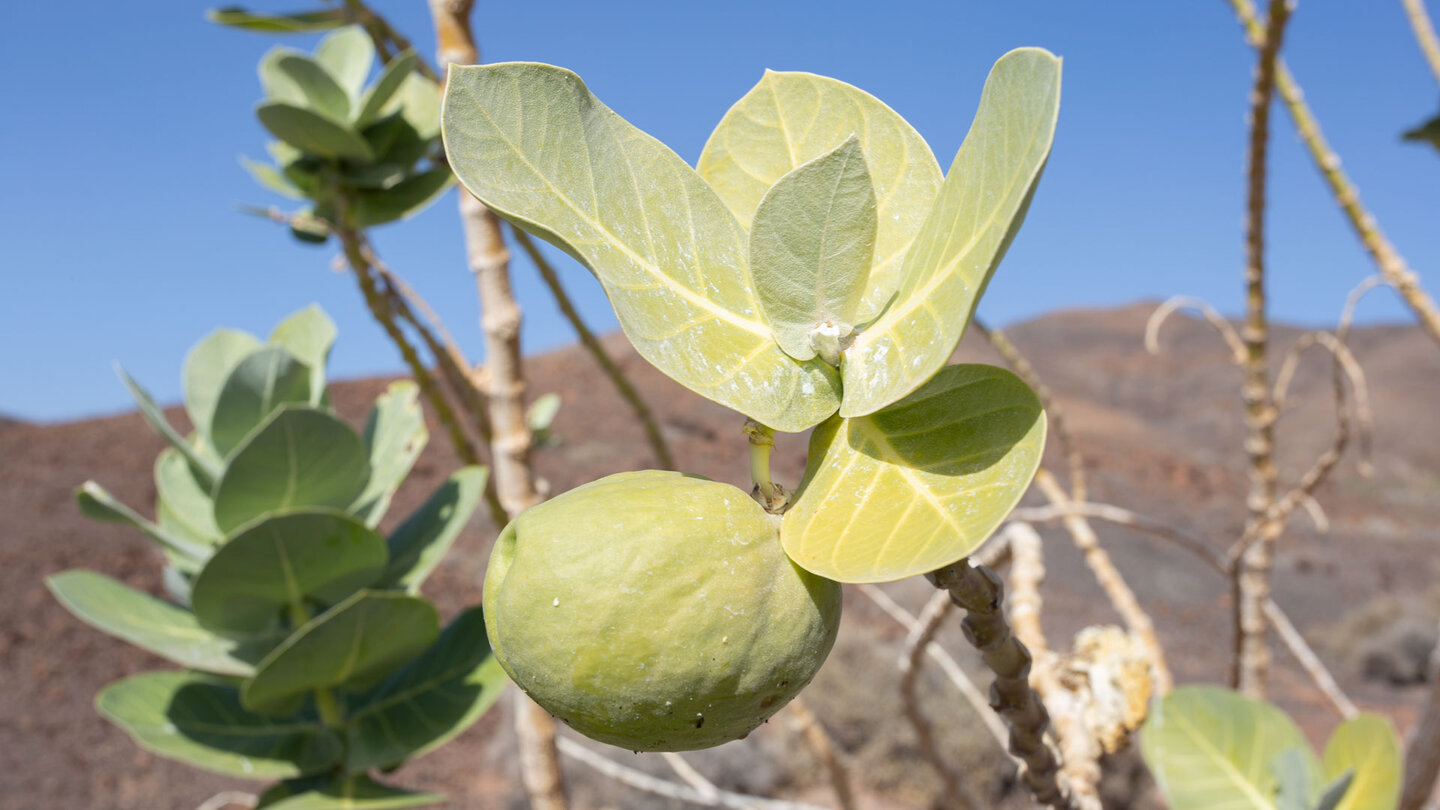 Vegetation im Barranco de Caracol - die Frucht des Sodomsapfel