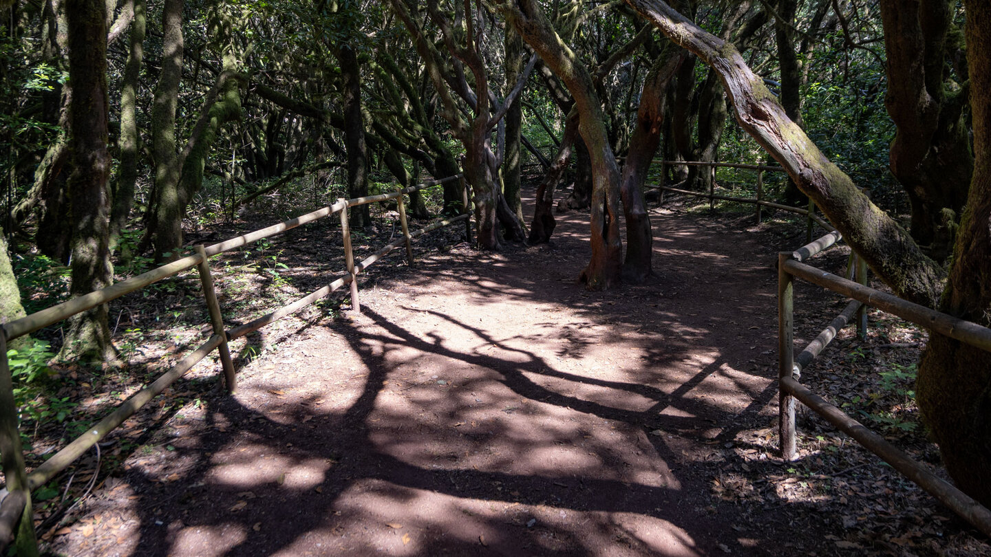 Wanderung durch dichte Baumheide