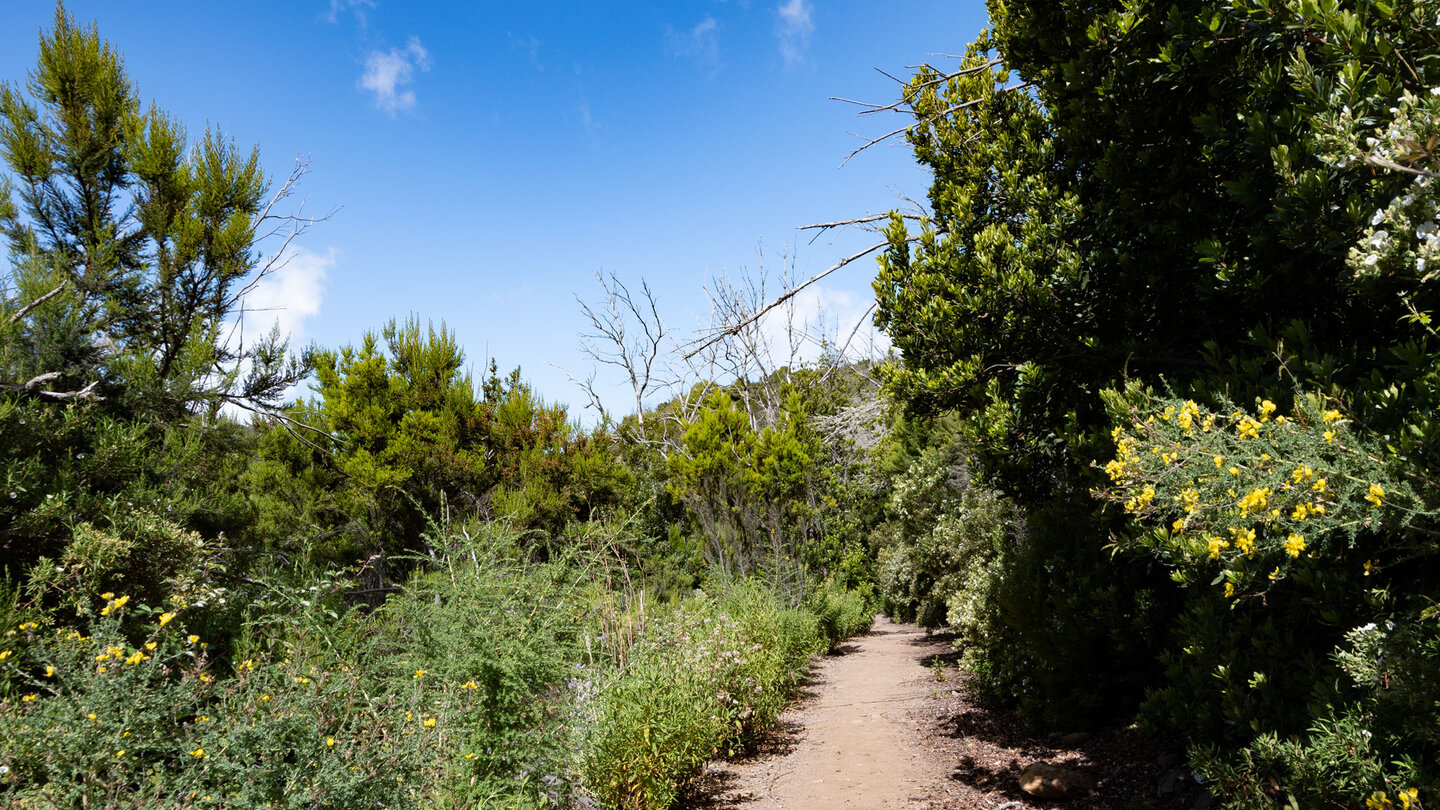 angenehmer Wanderpfad zwischen Baumheide und Ginstergewächsen