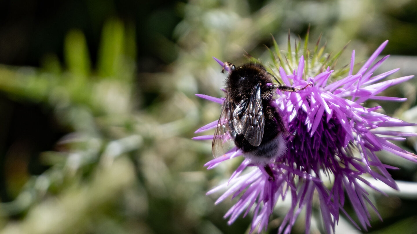 eine Hummel sammelt Honig an einer Distel