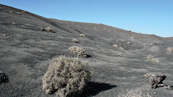 Kameldorn an den Hängen der Krater im Timanfaya Nationalpark