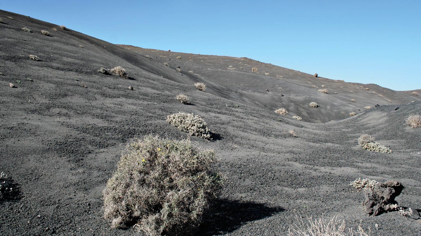 Kameldorn an den Hängen der Krater im Timanfaya Nationalpark