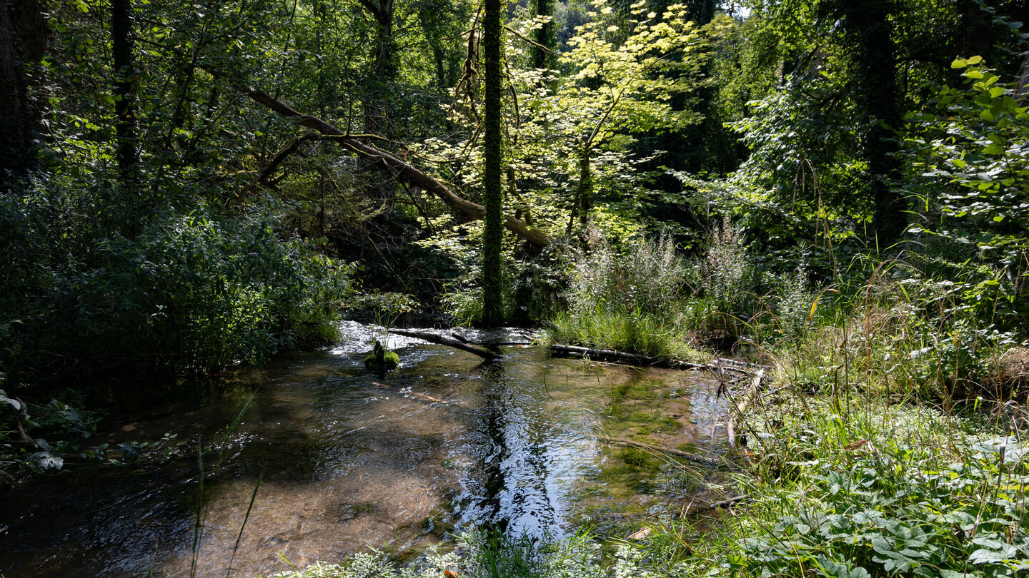 die Wutach ist von üppiger Vegetation umgeben