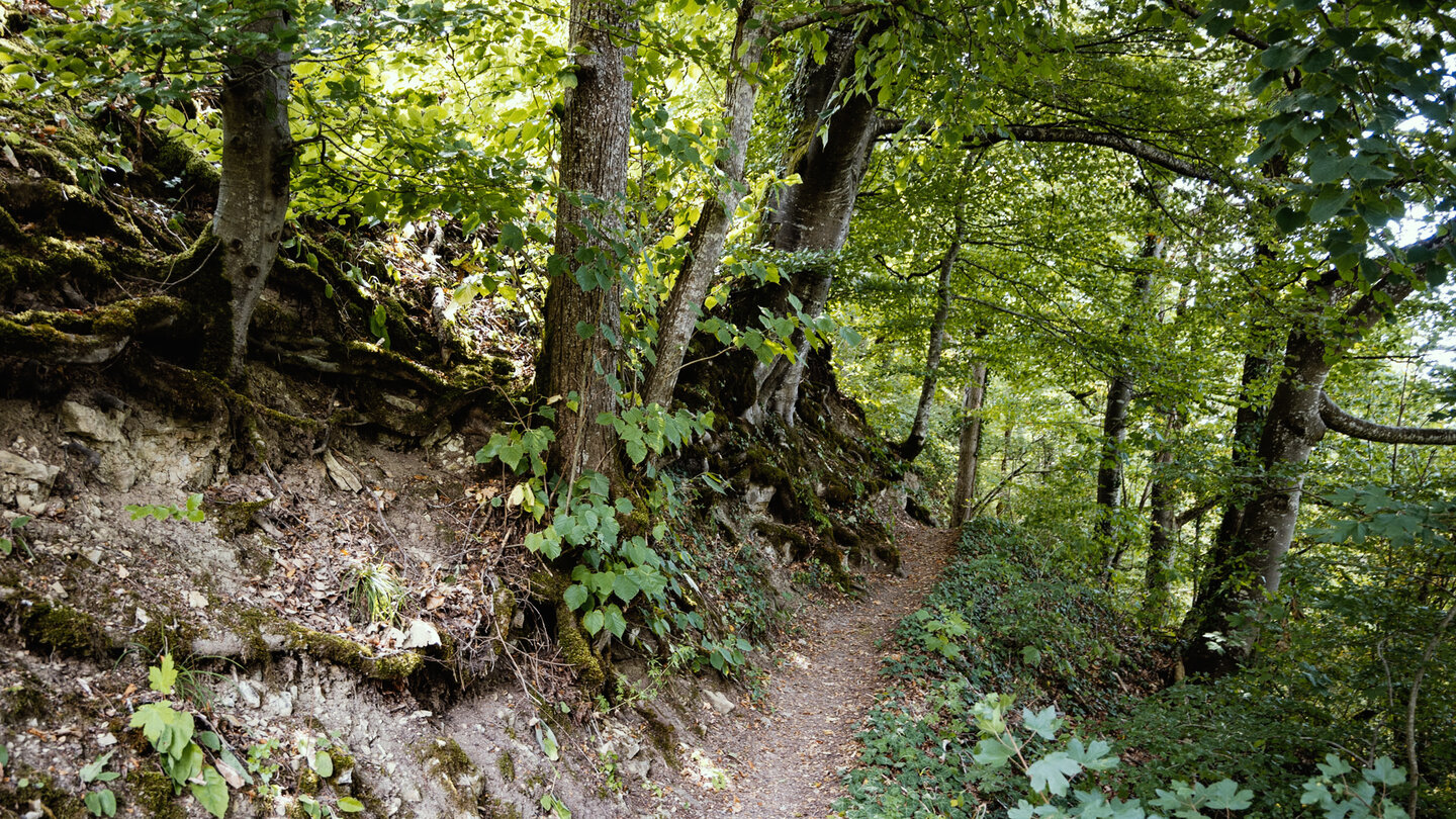 schmaler Wanderpfad durch die Wutachflühen