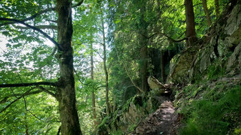 Waldpfad auf dem Sentier des Roches