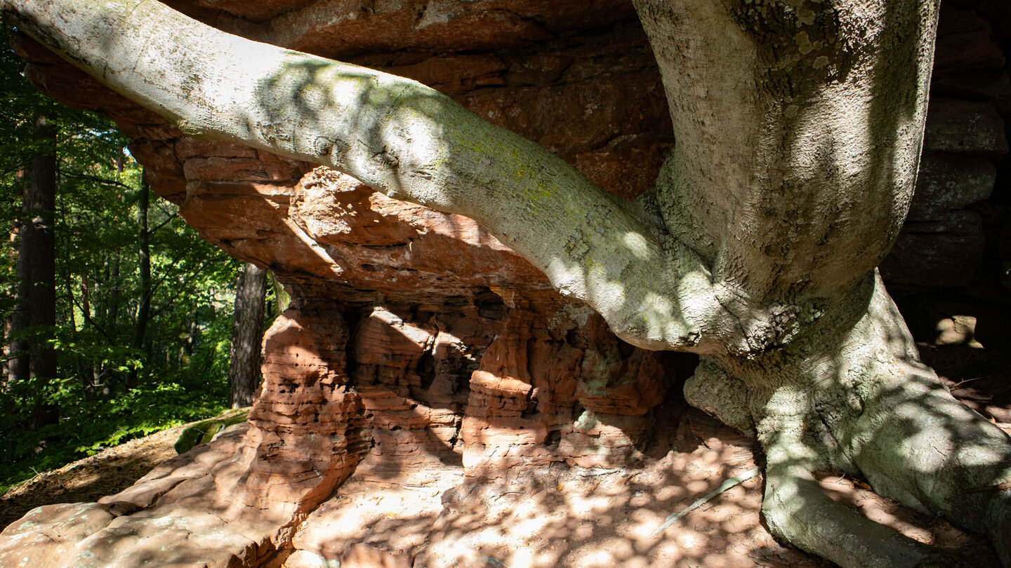 eine Buche wurzelt in der Felsformation Hohle Felsen