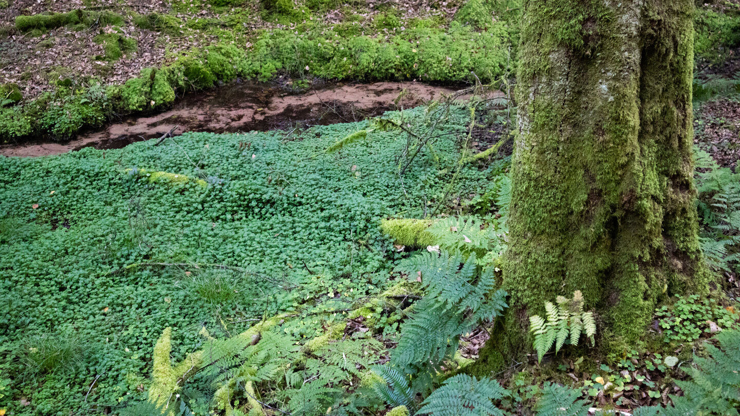 der sandige Bachlauf des Moosbach