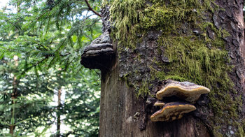 Baumpilze an abgestorbenen Bäumen im Bannwald