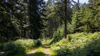 Wanderung entlang eines bequemen Forstwegs nach Hinterlangenbach