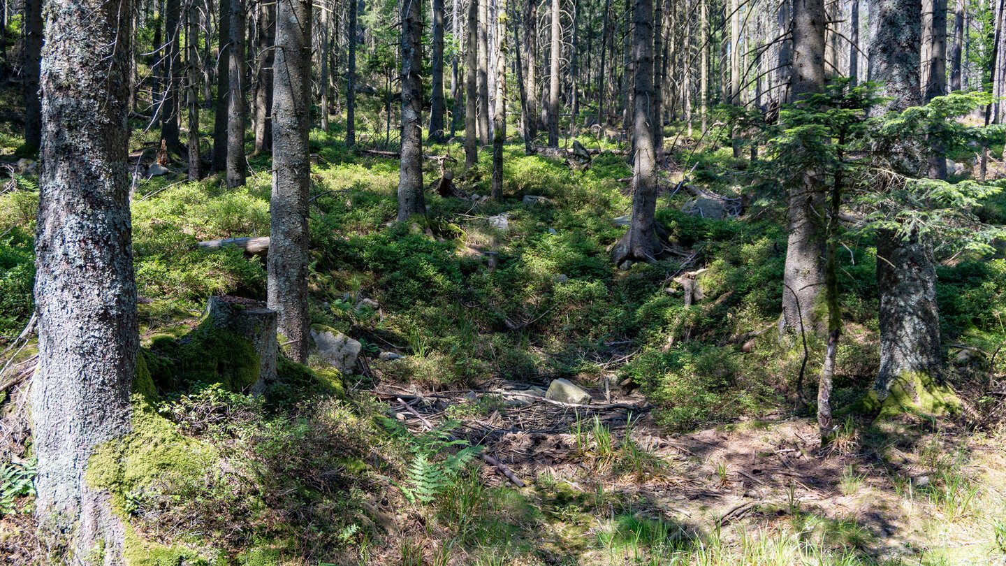 Heidelbeersträucher besiedeln den Waldboden