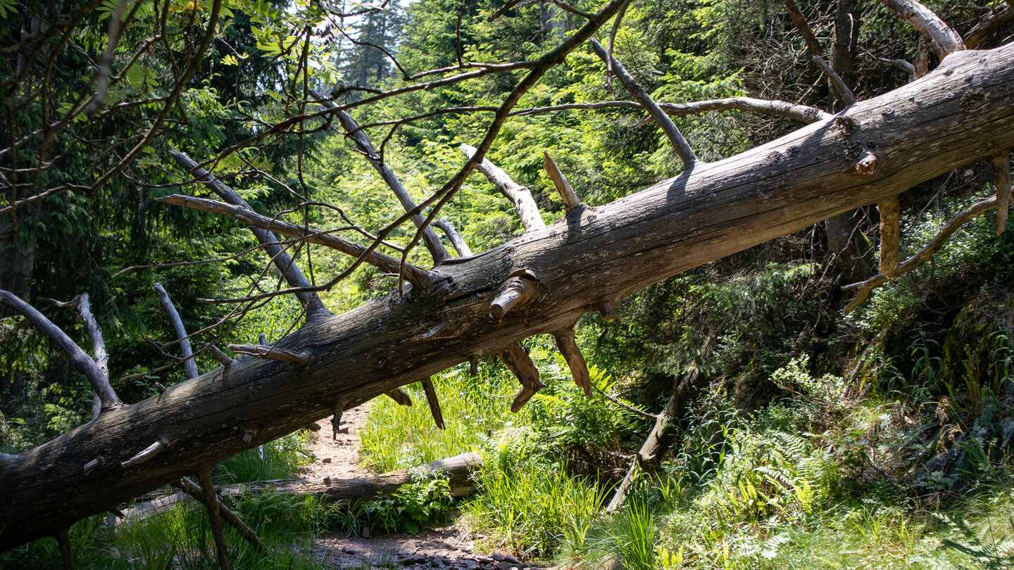 umgestürzter Baum am Wanderweg