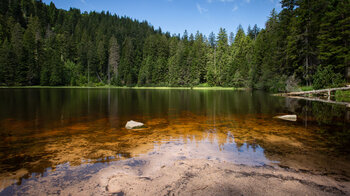 dunkles Moorwasser am Wildsee