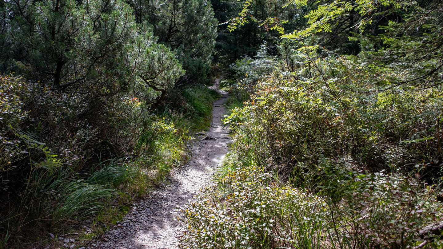 Wanderpfad Wildsee-Wegele