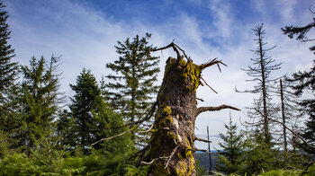 Bannwald im Nationalpark Schwarzwald