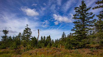 Wanderung übers Hochmoor