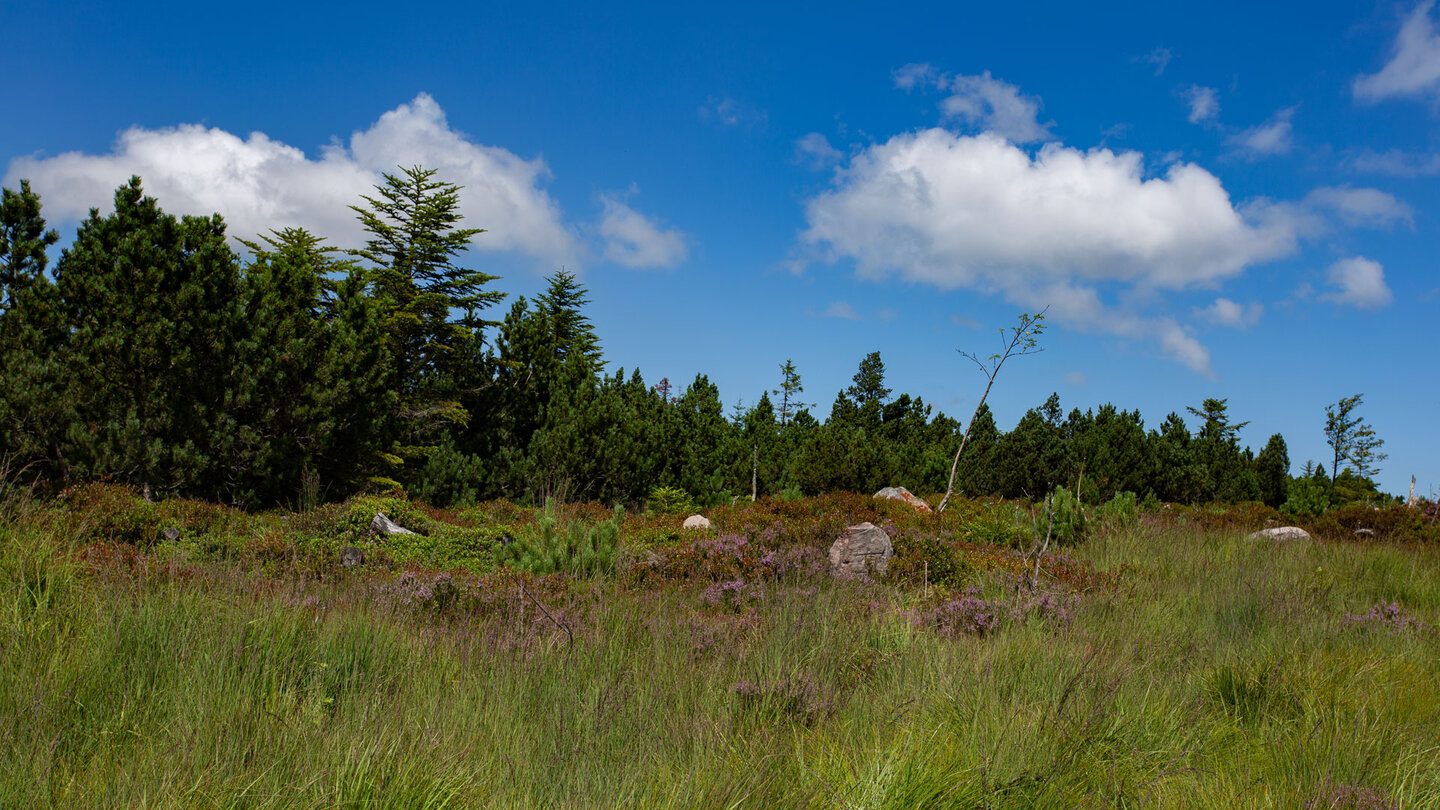 Latschen und Heidekraut am Wanderweg übers Hochmoor