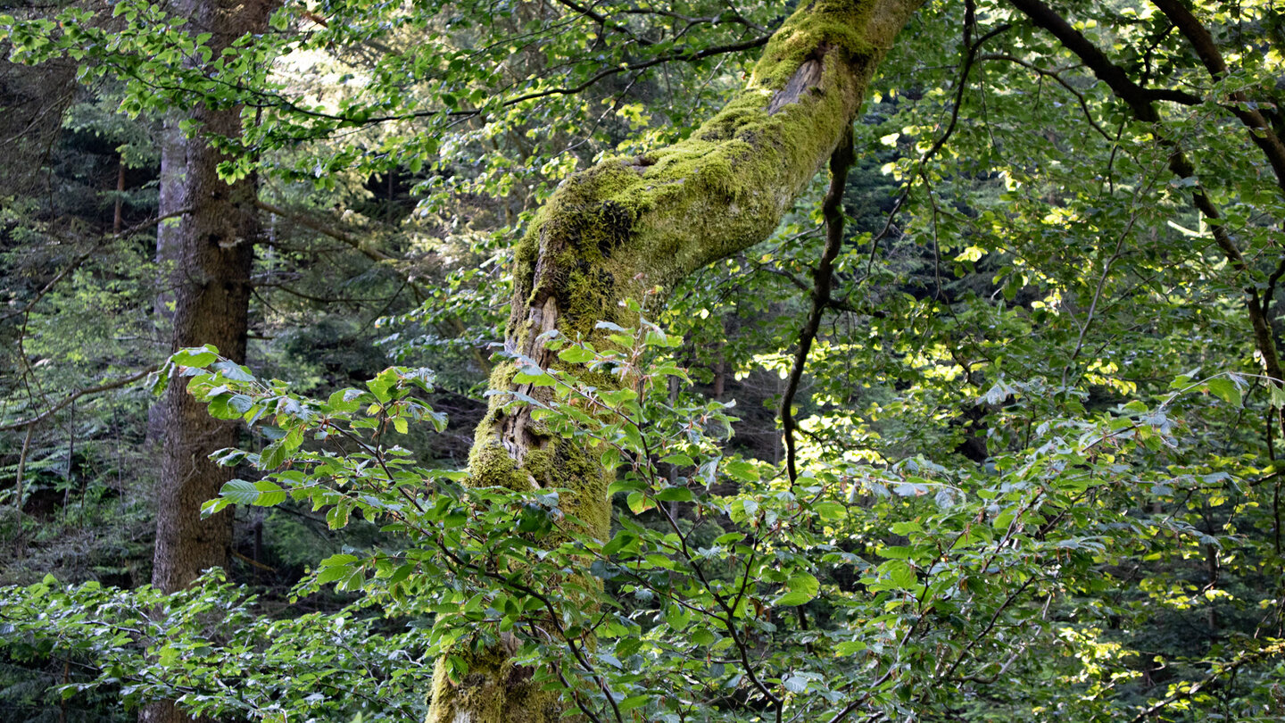 bemooste Buche am Wegesrand