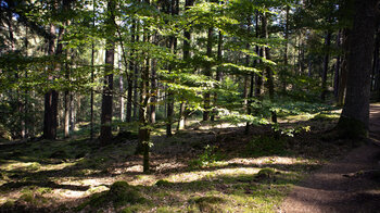 Wanderweg zur PWV-Hütte im Schneiderfeld