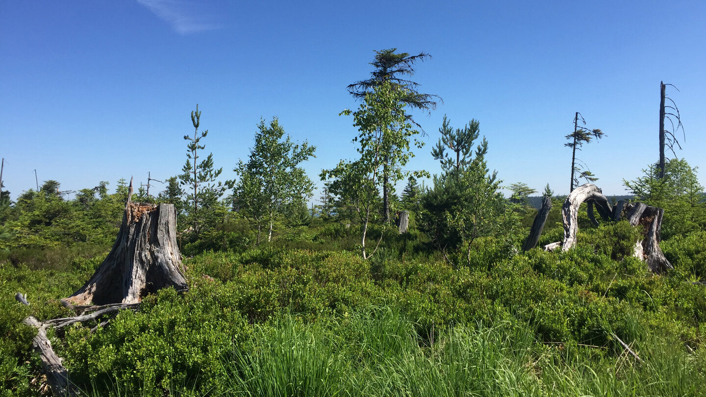 die Natur rund um den Westweg