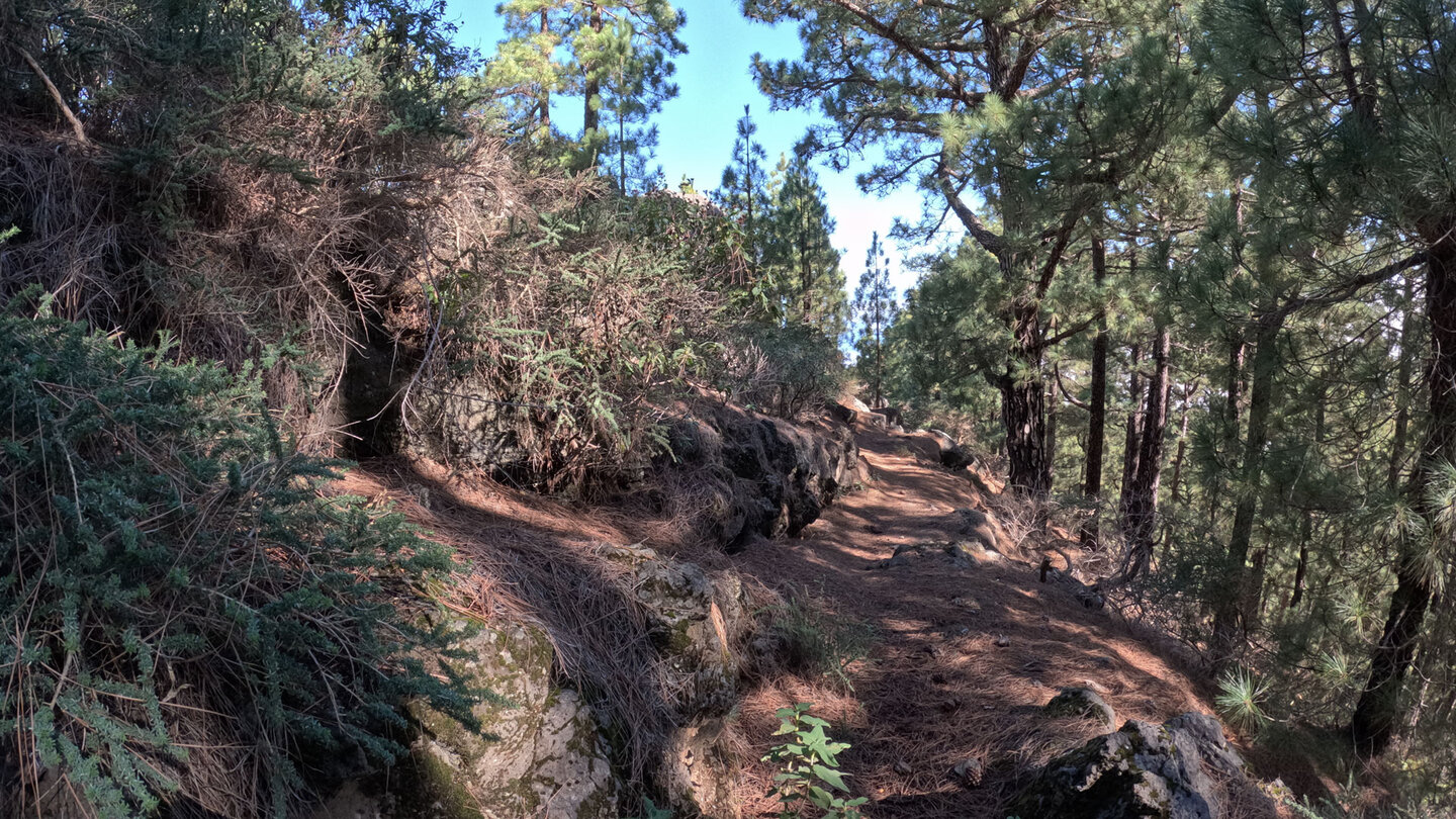 malerischer Wanderpfad PR LP 8 im Kiefernwald