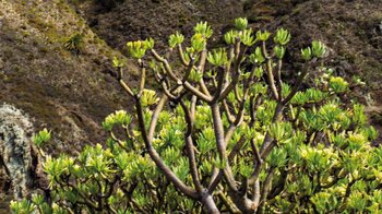 Wolfsmilchgewächse bei Taganana im Anaga auf Teneriffa