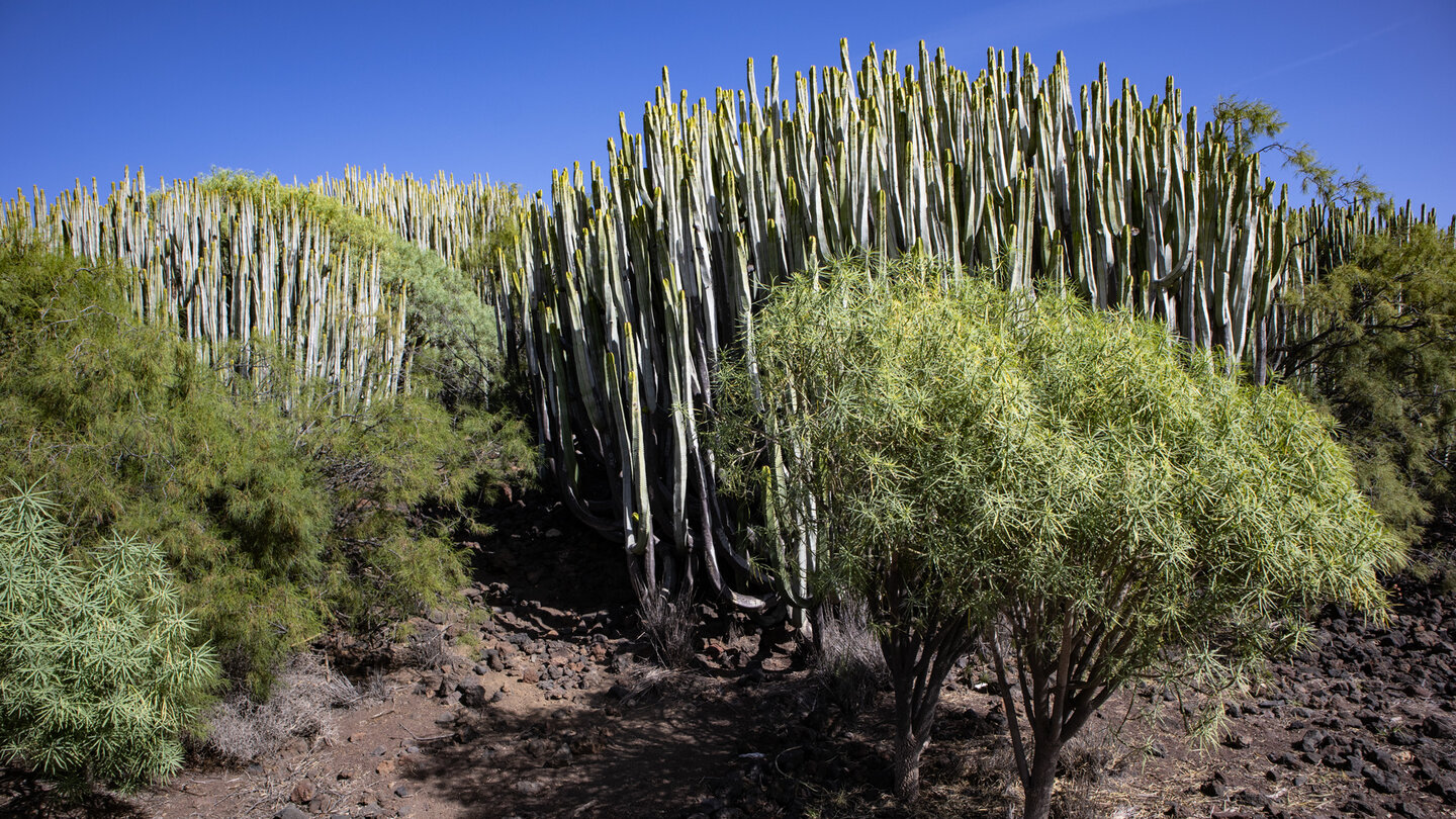 beeindruckende Vegetation im Malpaís de Güímar